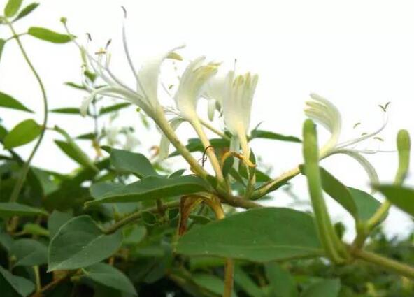 仙茶美加盟，养生花茶加盟