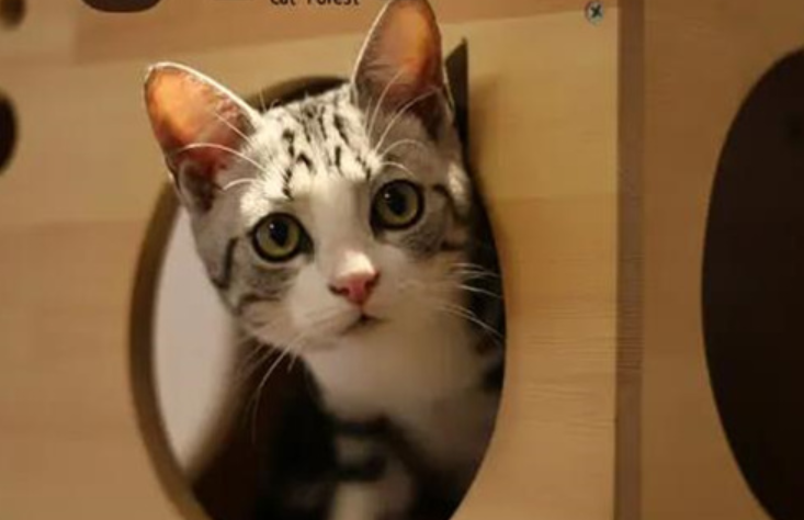 猫咪森林咖啡馆加盟