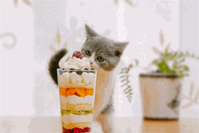 猫格甜品加盟