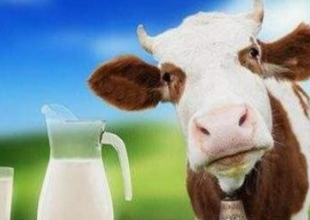 天友乳业